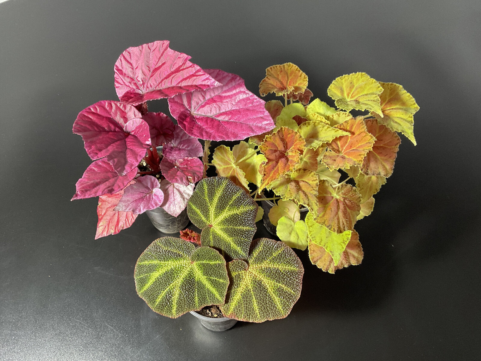 Set aus drei Rex Begonien in Grün Rot Gelb in kleinen Töpfen