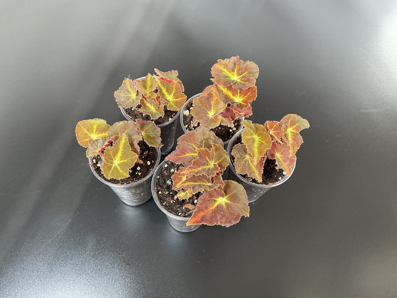 „Mountain“ – Kompakte Rhizom Begonie