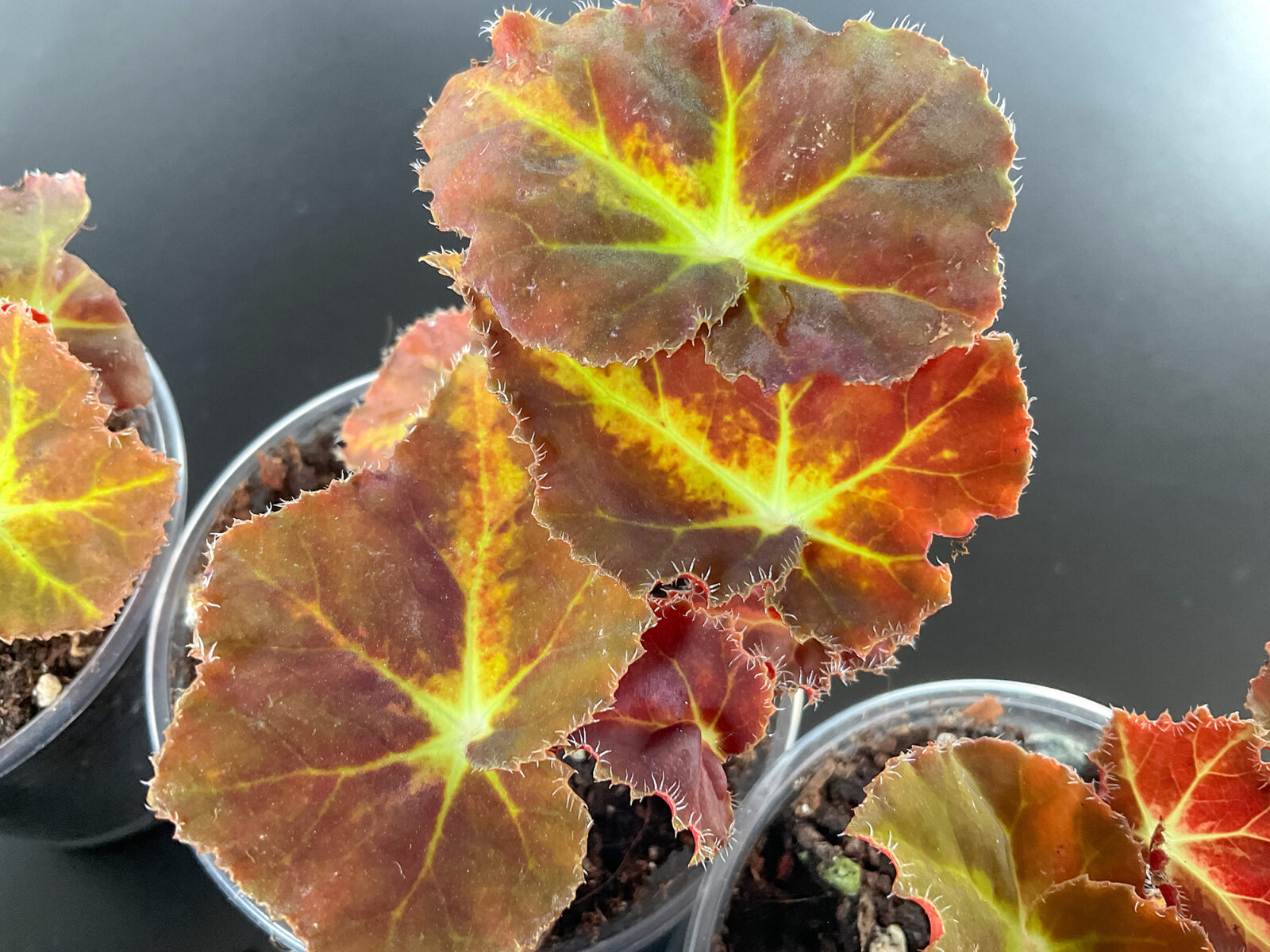 „Mountain“ – Kompakte Rhizom Begonie