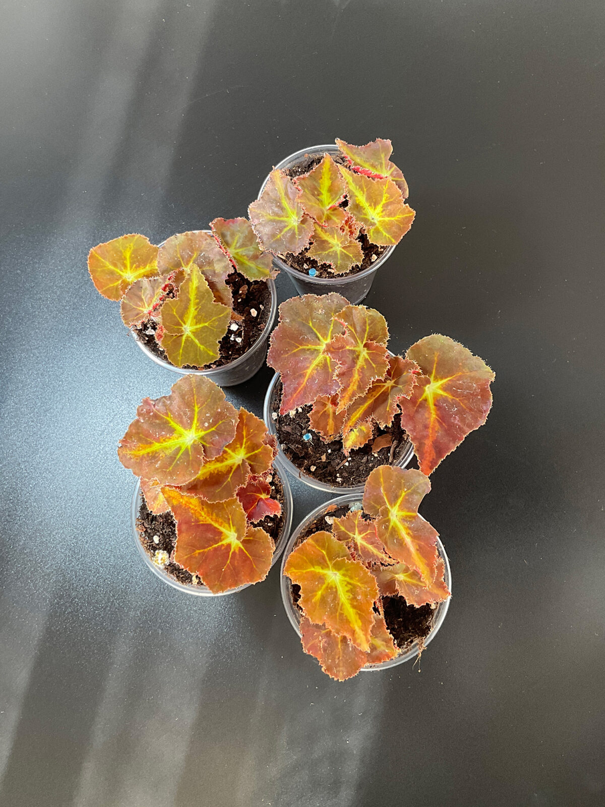 „Mountain“ – Kompakte Rhizom Begonie