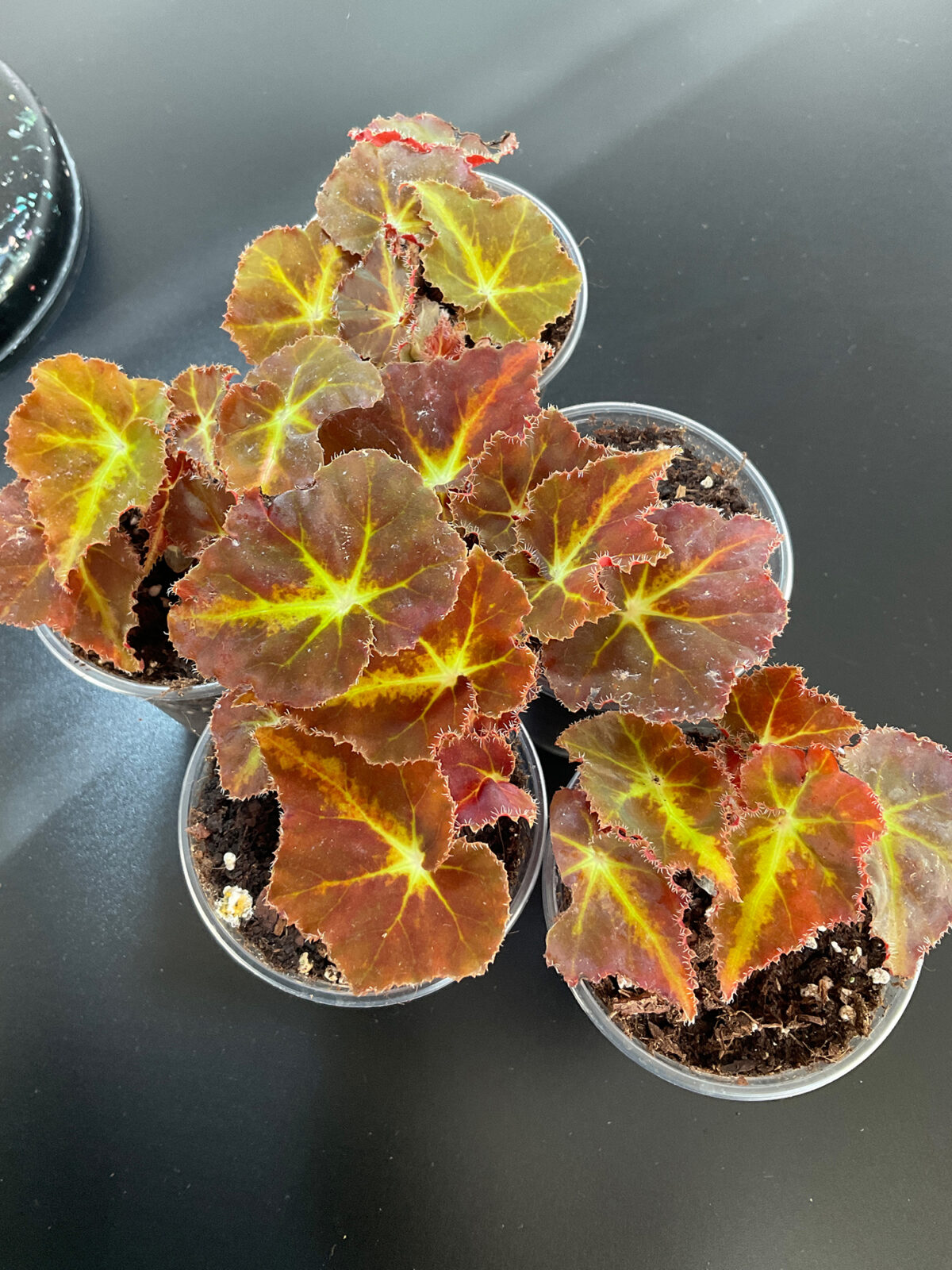 Begonia „Mountain“