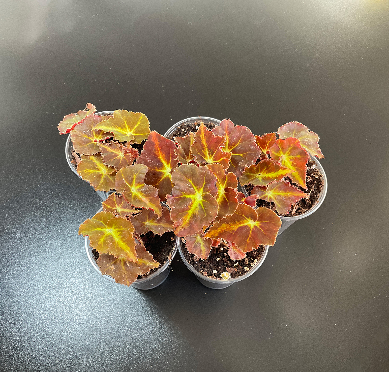 Begonia „Mountain“ – Kompakte Rhizom Begonie – Bild 3