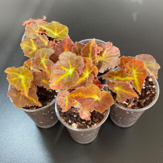 Begonia Mountain kompakte rhizomatische Zimmerpflanze für Sammlungen