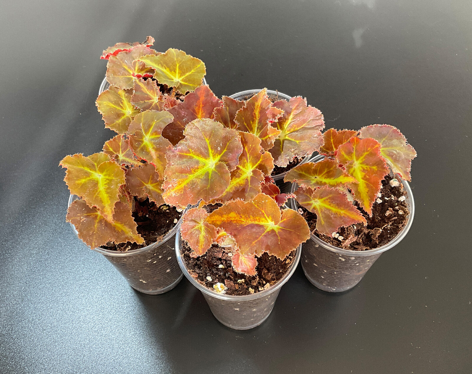 Begonia Mountain kompakte rhizomatische Zimmerpflanze für Sammlungen