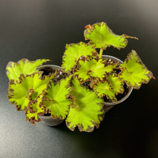 Begonia Baby Dress kleine kompakte Zimmerpflanze mit rhizomatischem Wuchs