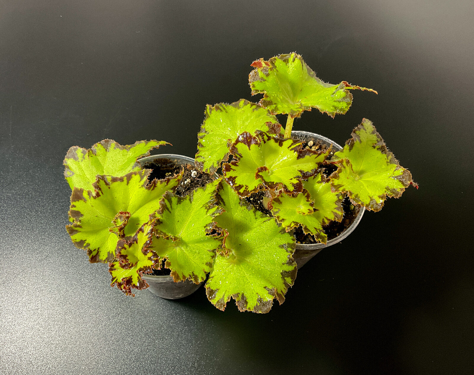 Begonia Baby Dress kleine kompakte Zimmerpflanze mit rhizomatischem Wuchs