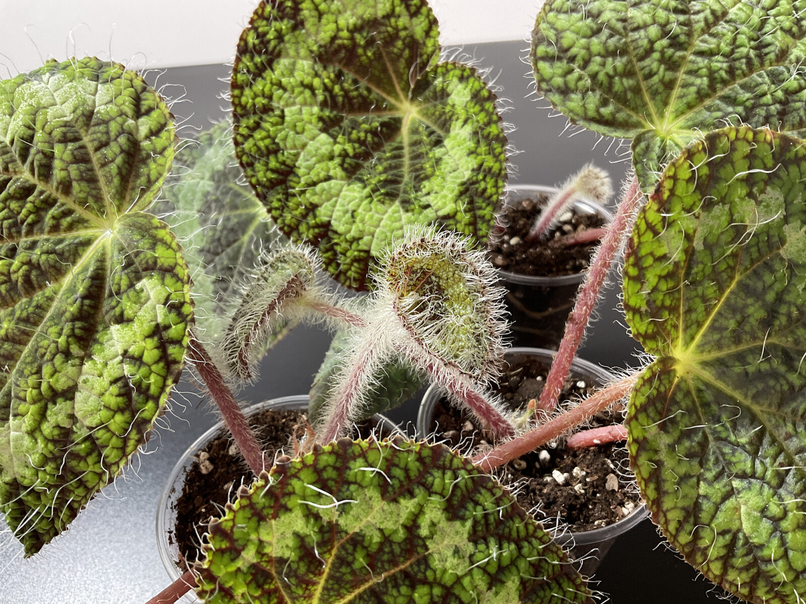 Begonia sizemoreae flauschige Begonie mit behaarten Blättern