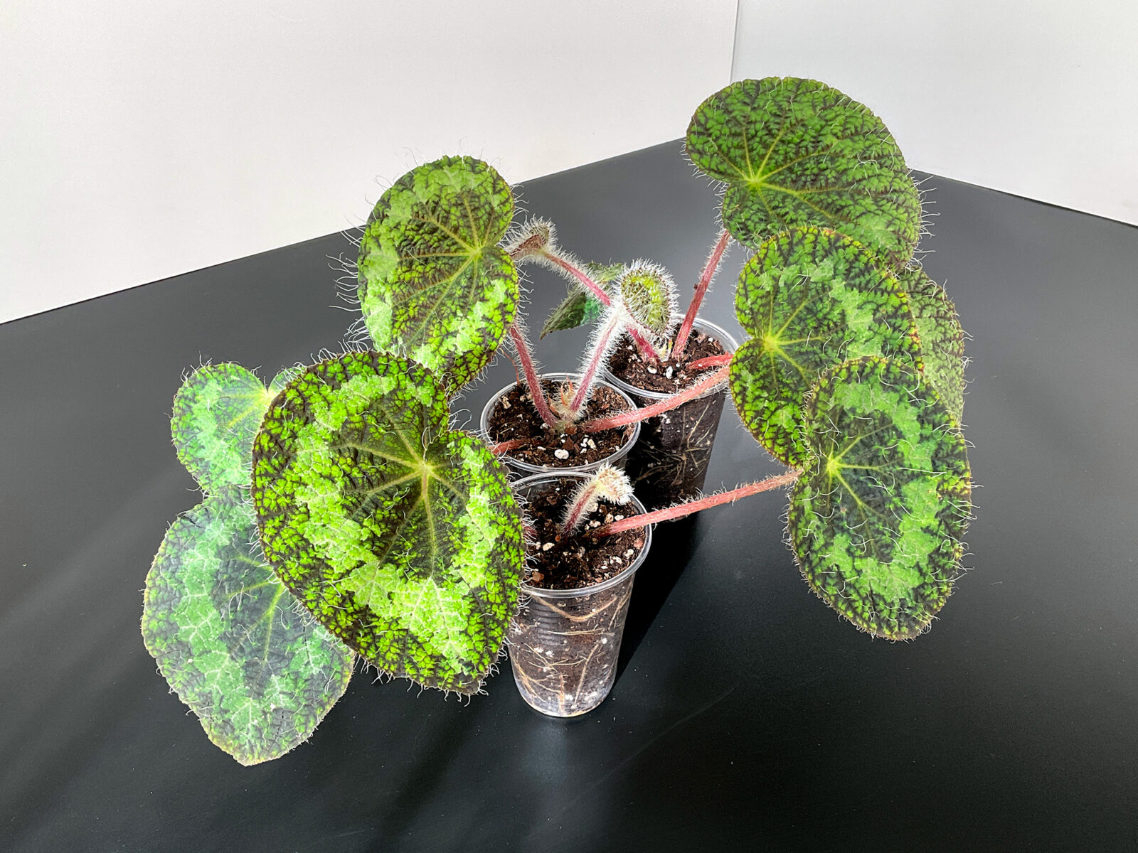 Begonia sizemoreae