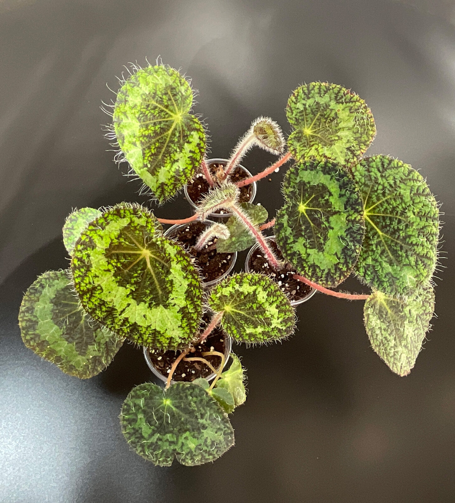 Begonia sizemoreae – Flauschige Begonie – Bild 3