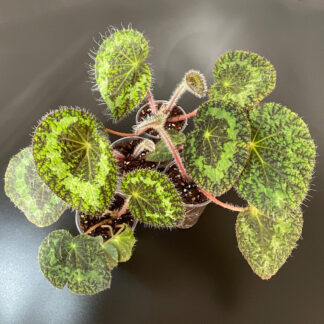 Begonia sizemoreae flauschige Begonie mit behaarten Blättern