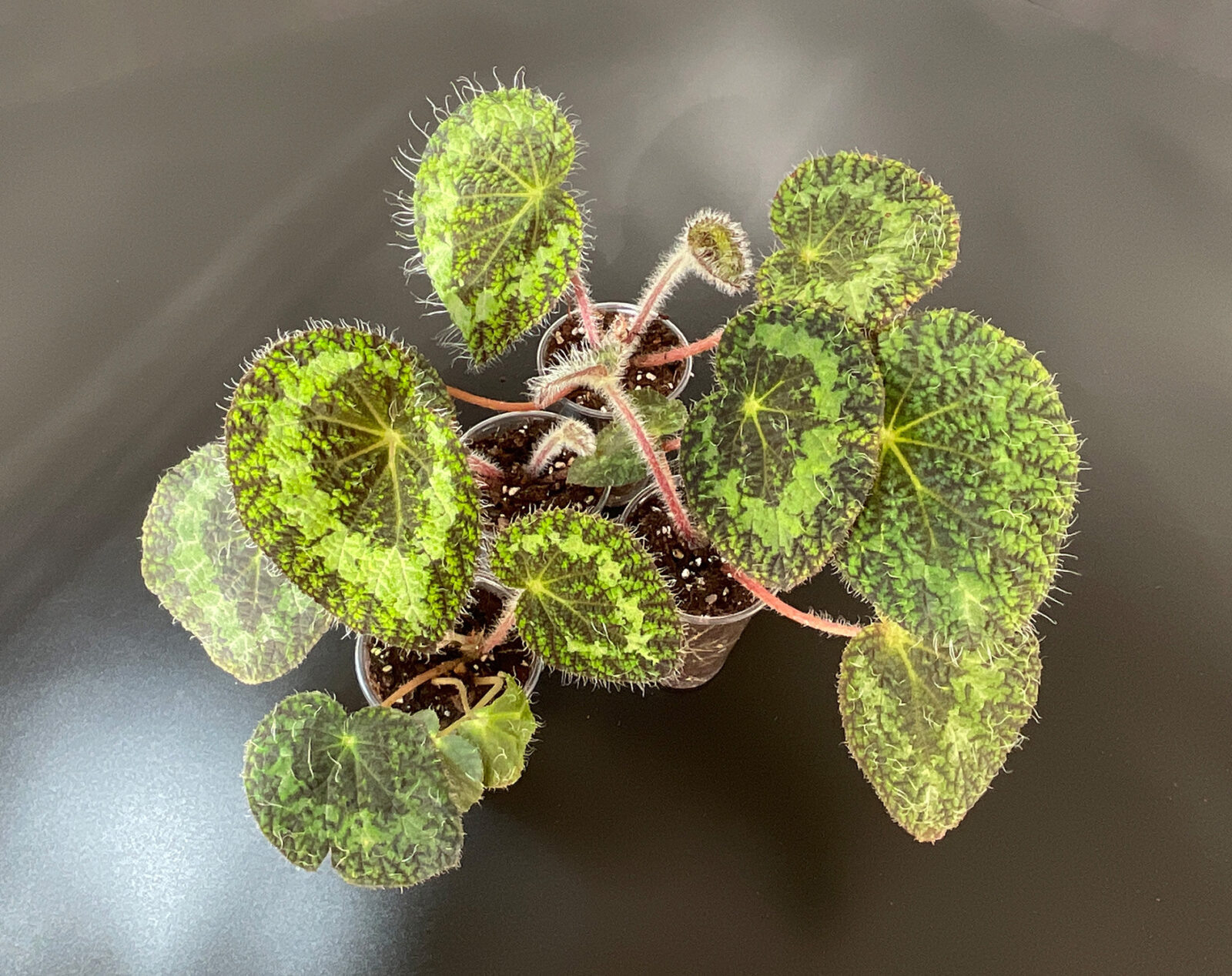 Begonia sizemoreae flauschige Begonie mit behaarten Blättern