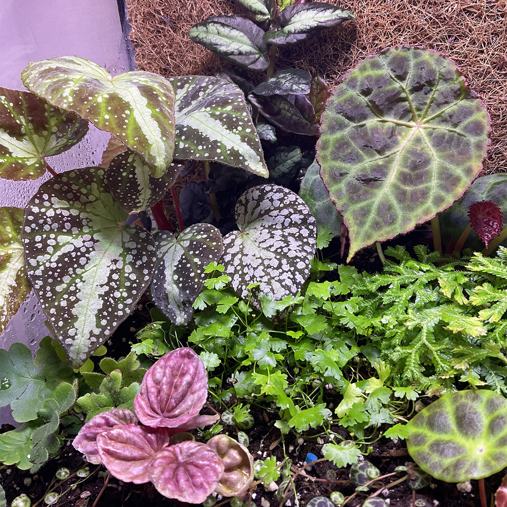 Grünes Terrarium mit Begonien, Farnen und Moos in natürlicher Komposition