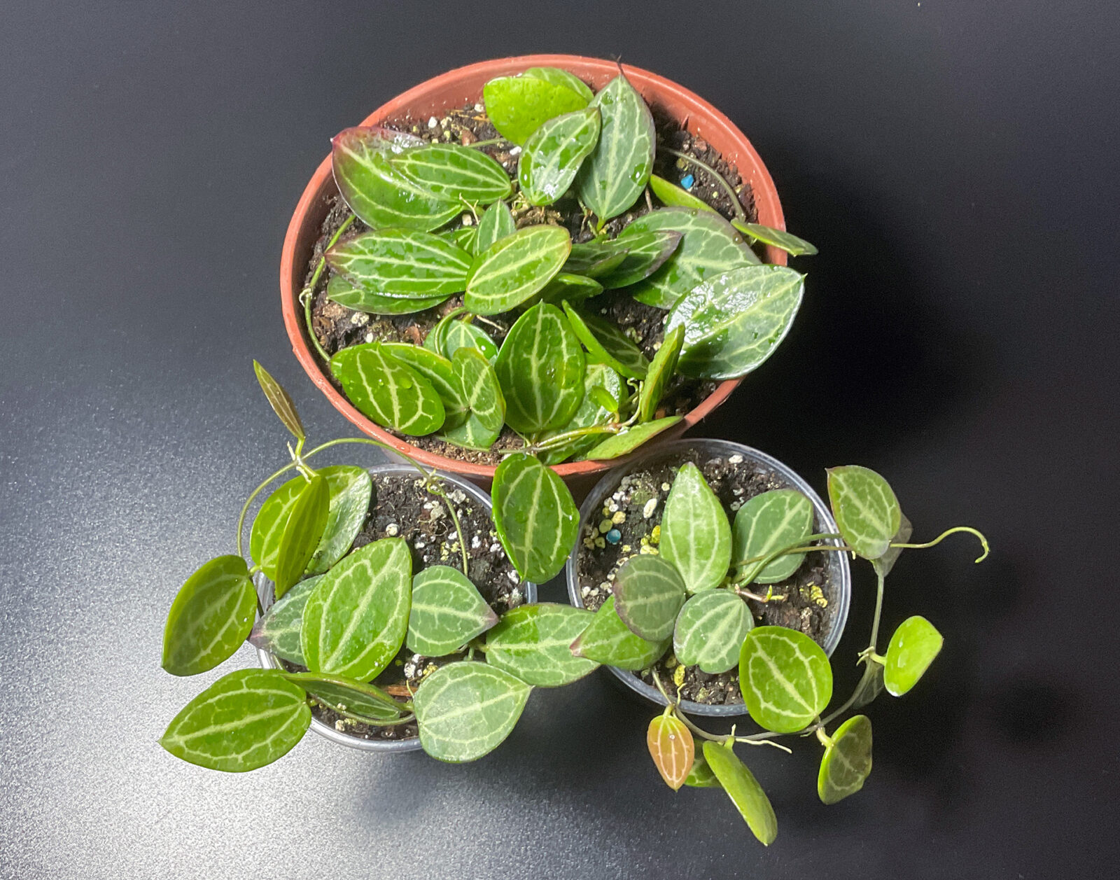 Dischidia ovata – Watermelon Pflanze