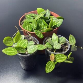 Dischidia ovata mit typischem watermelon Blattmuster als hängende Pflanze