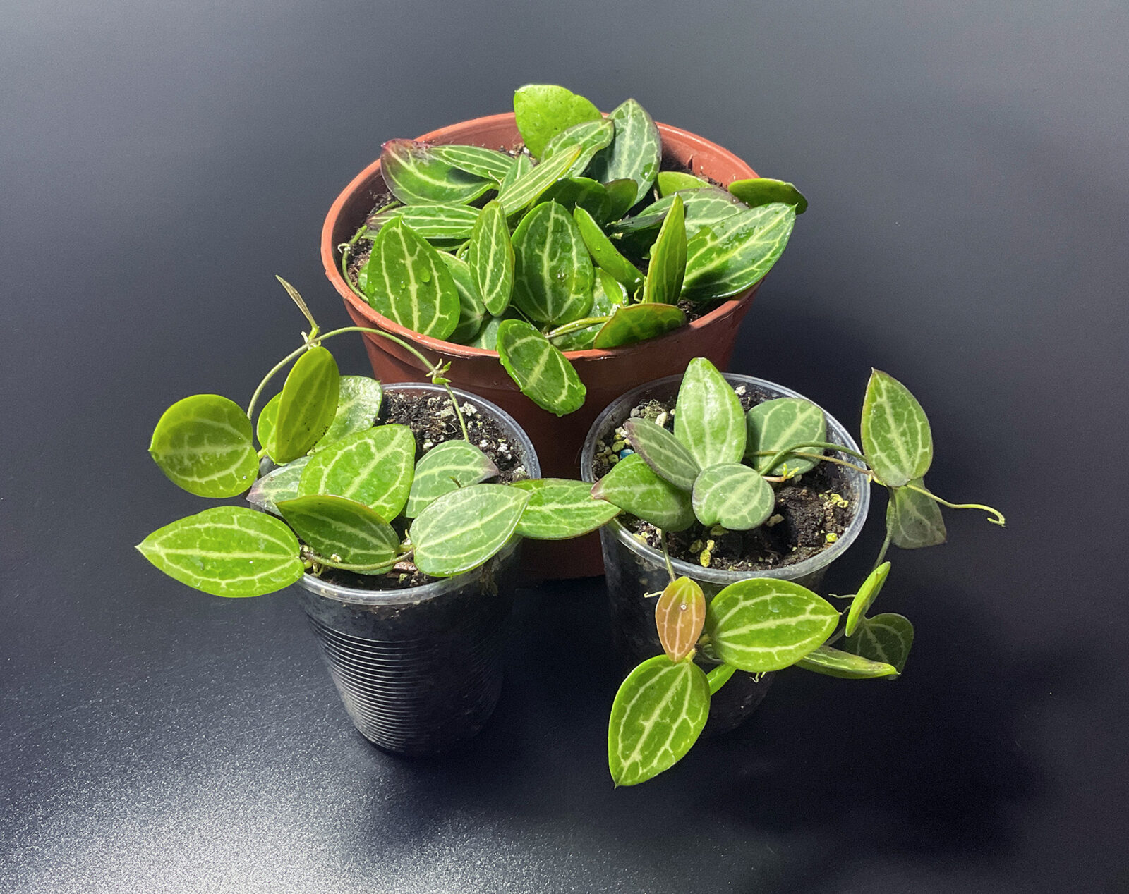 Dischidia ovata mit typischem watermelon Blattmuster als hängende Pflanze