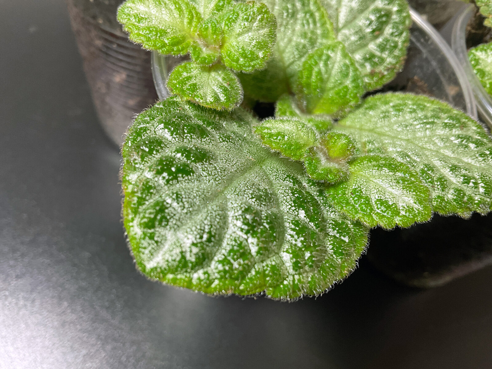 Episcia „Minty Imp“