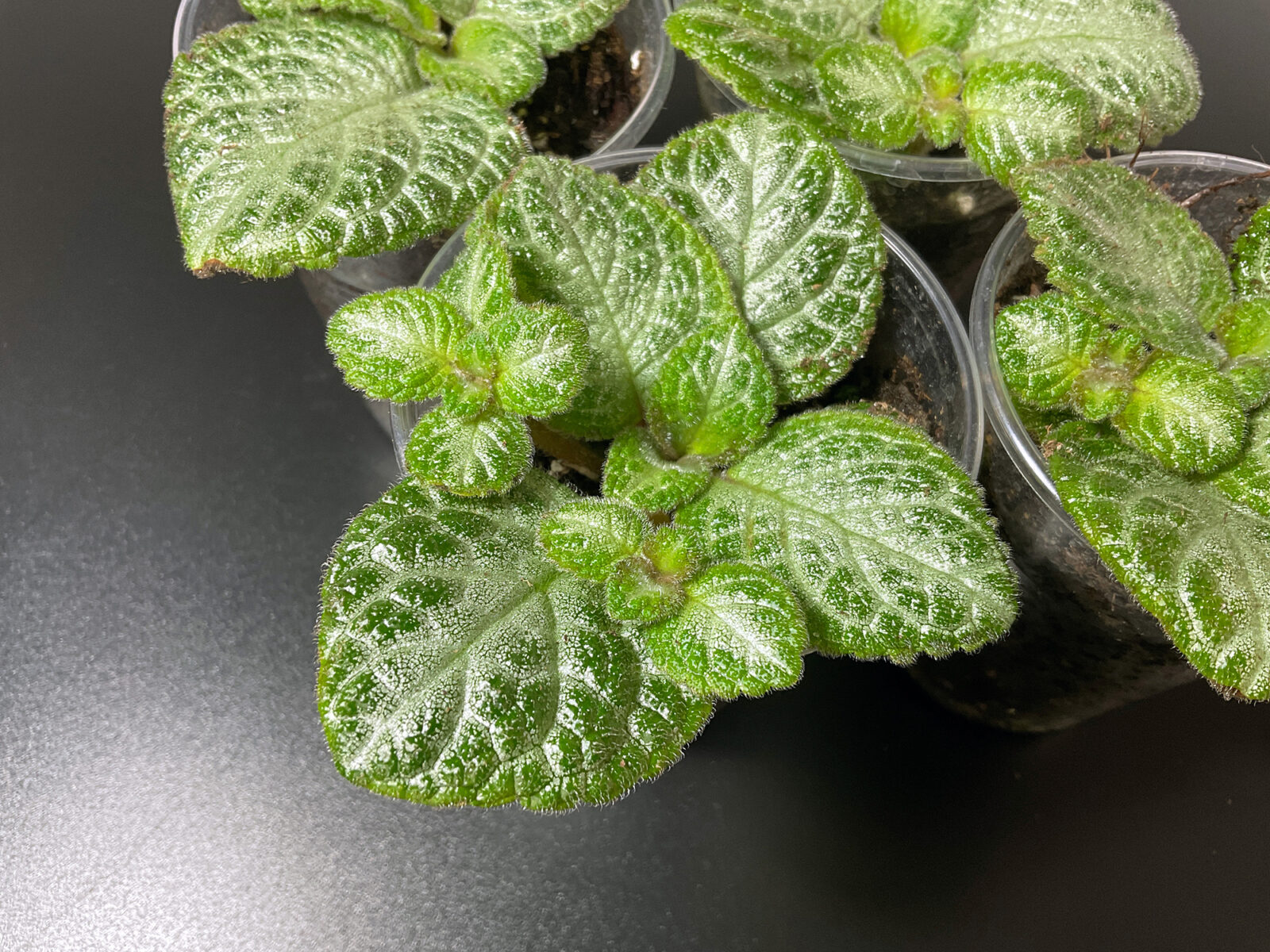 Episcia „Minty Imp“