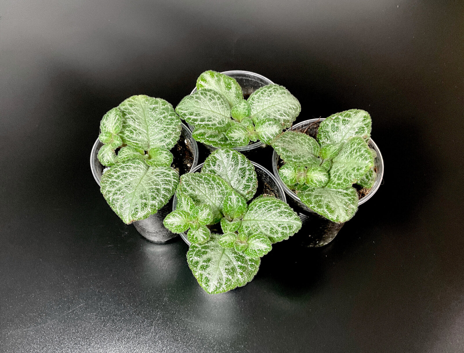 Episcia „Minty Imp“