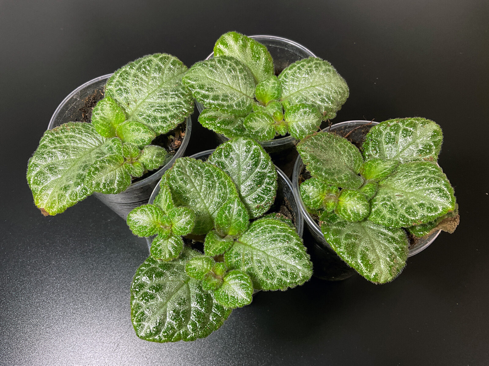 Episcia „Minty Imp“