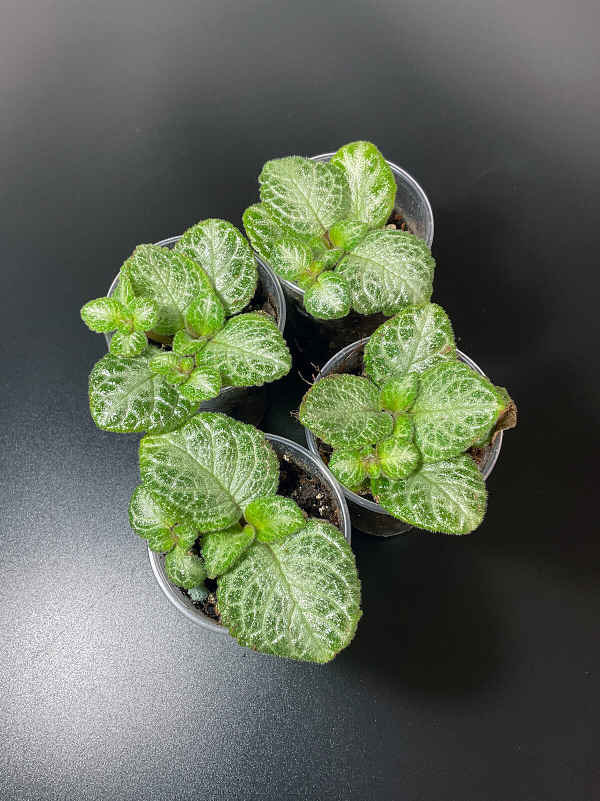 Episcia „Minty Imp“