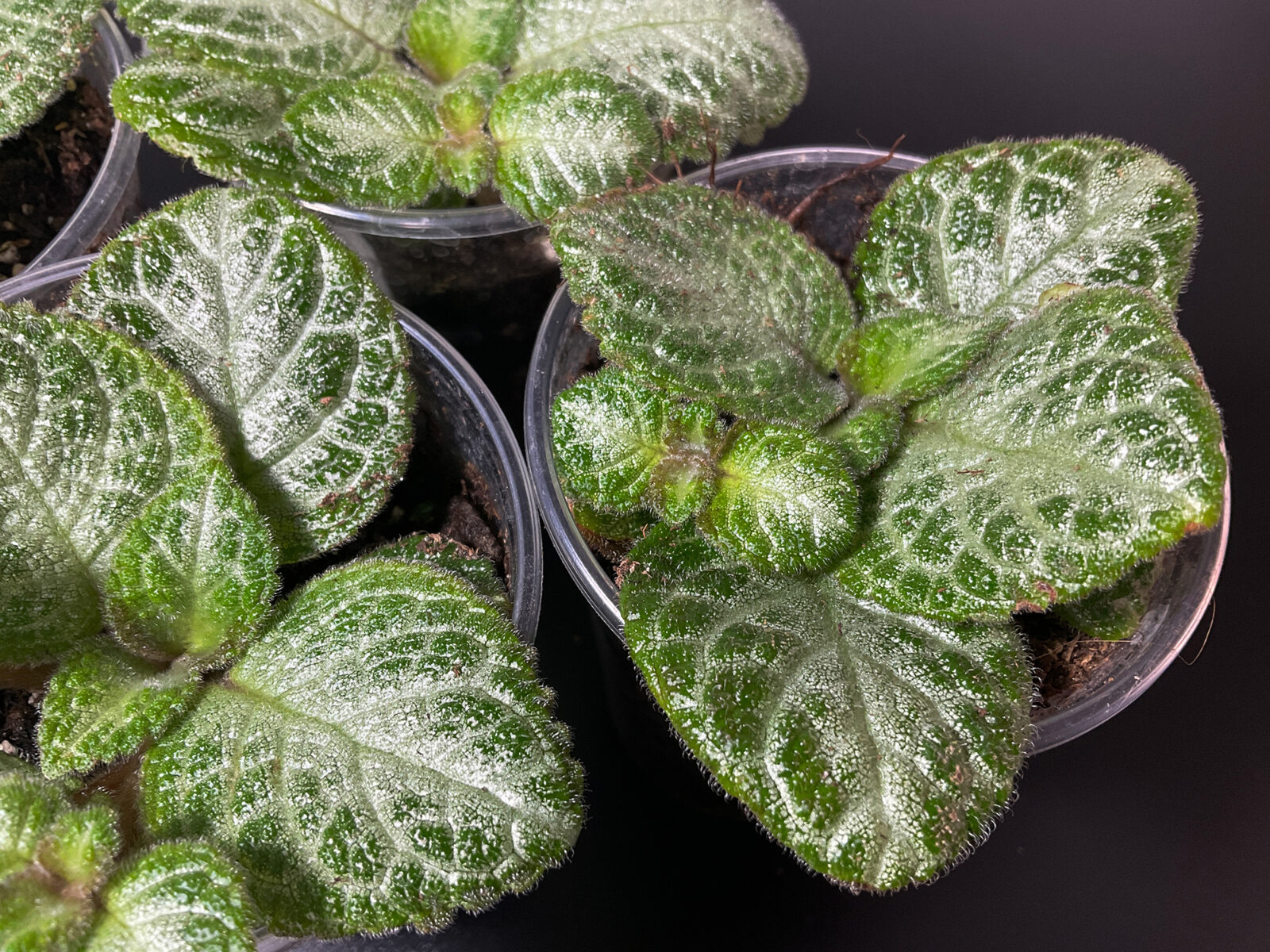 Episcia „Minty Imp“