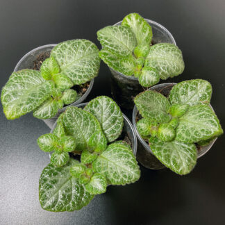 Episcia Minty Imp mit silbrig-grünem Laub als tropische Zimmerpflanze