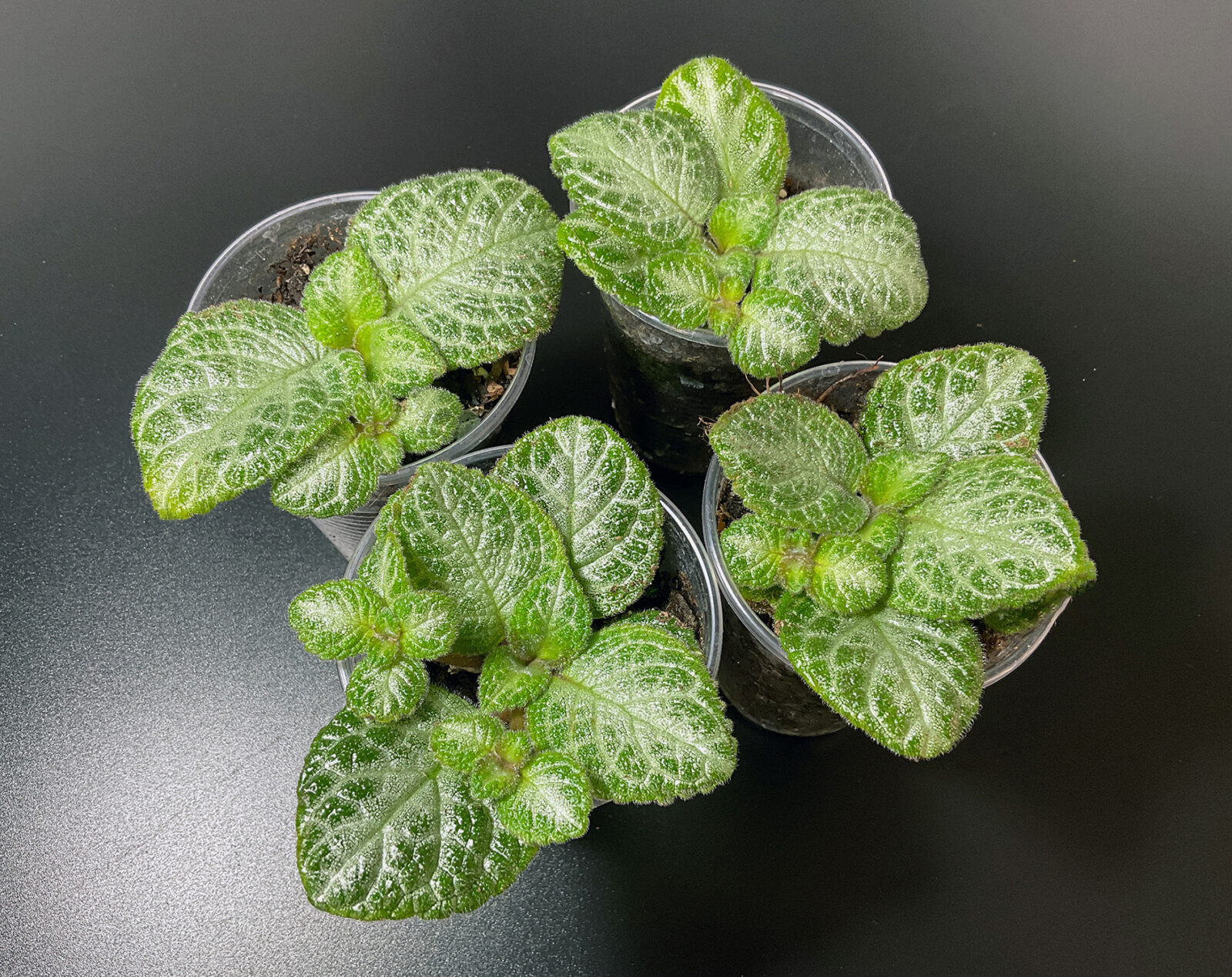 Episcia Minty Imp mit silbrig-grünem Laub als tropische Zimmerpflanze