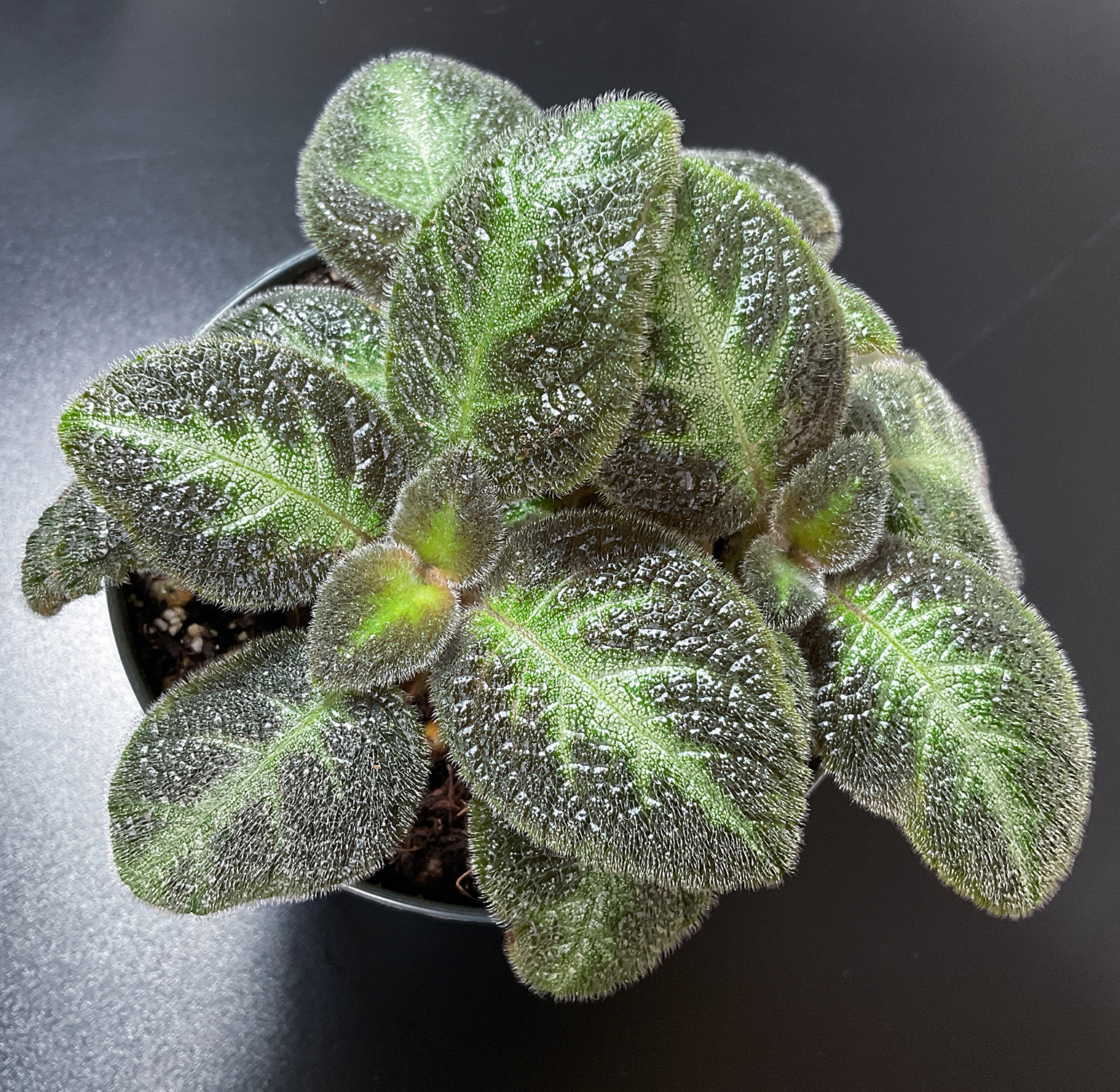 Episcia Neon Surprise