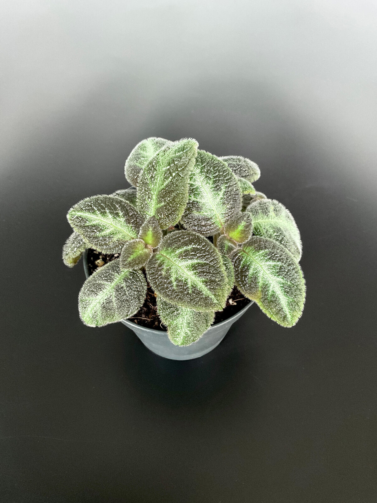 Episcia Neon Surprise