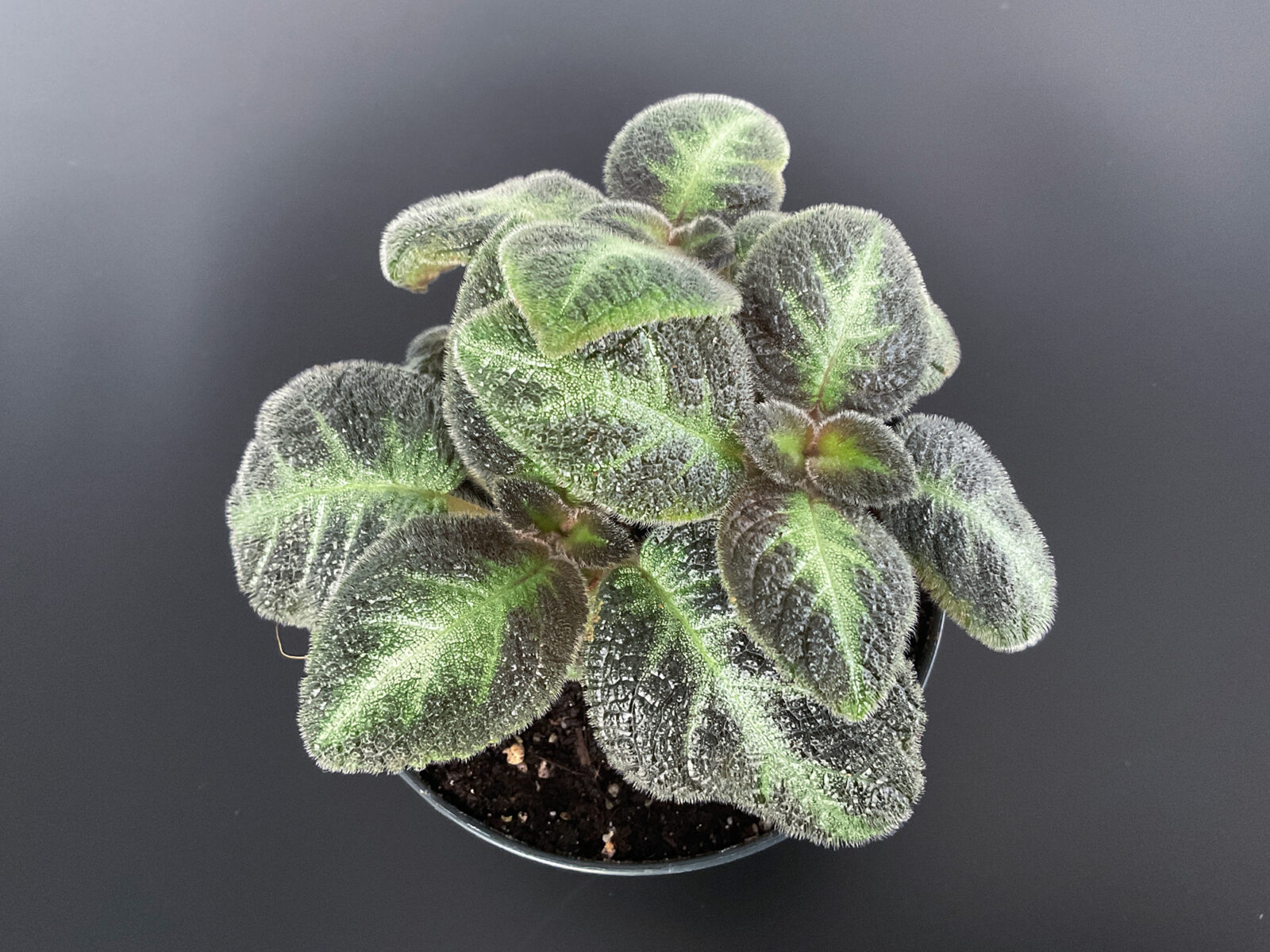 Episcia Neon Surprise