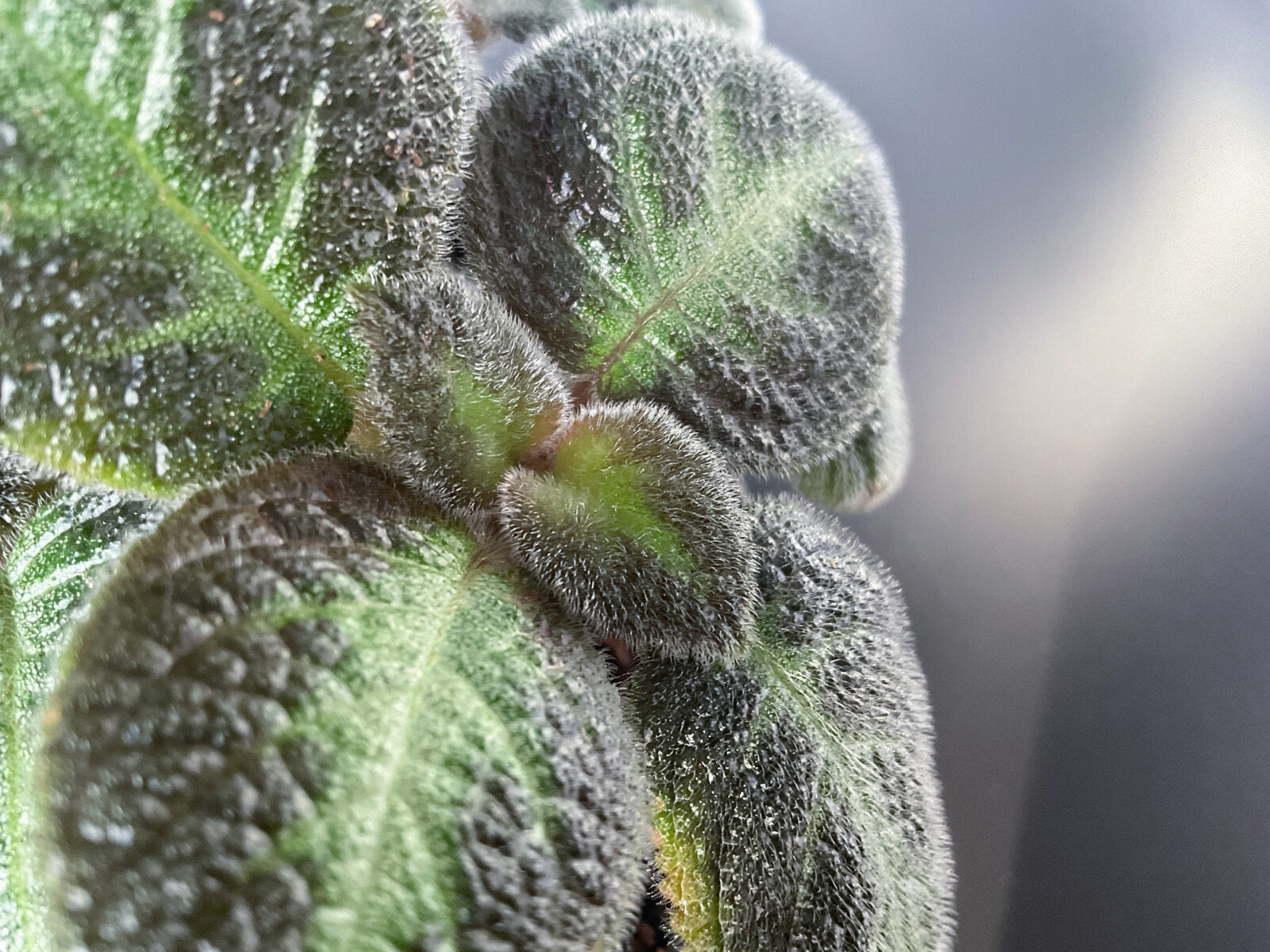 Episcia Neon Surprise