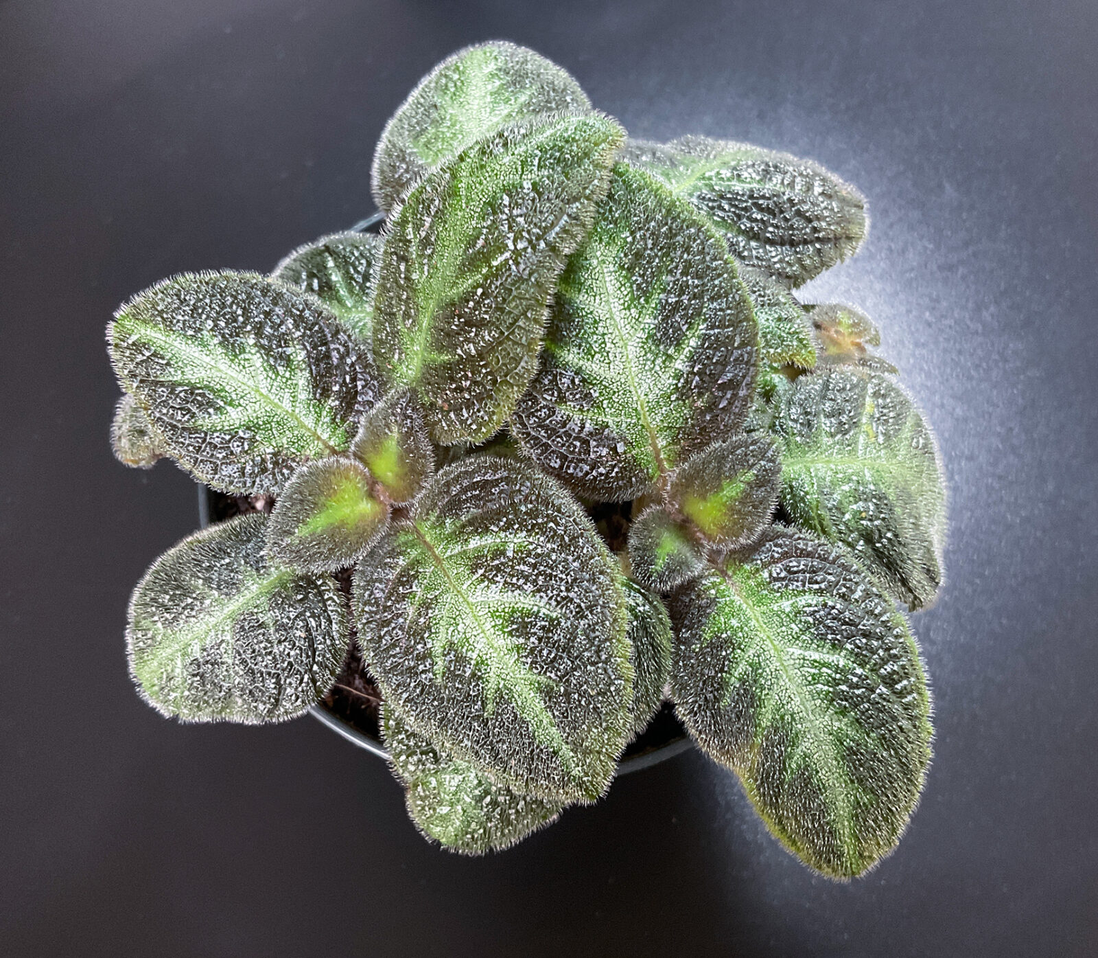 Episcia Neon Surprise