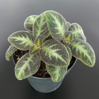 Episcia Neon Surprise mit leuchtendem Blattmuster als tropische Pflanze