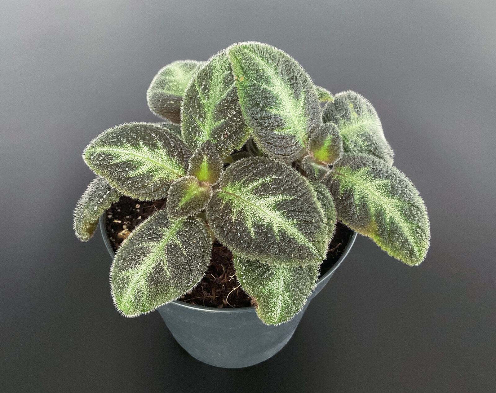 Episcia Neon Surprise mit leuchtendem Blattmuster als tropische Pflanze