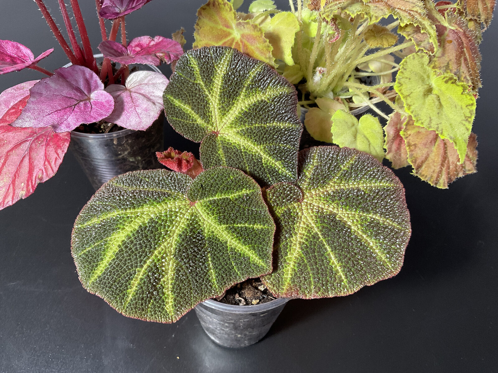 Set aus drei Begonien