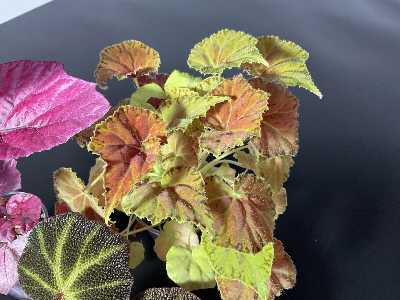 Set aus drei Begonien