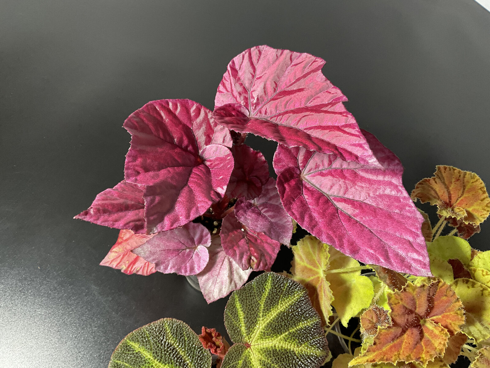 Set aus drei Begonien