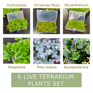 Set aus 6 Mini Terrarium Pflanzen Bodendecker Vordergrundpflanzen