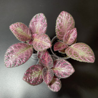 Episcia Lilac Clouds mit silberner Blattmitte und rosa Blattadern