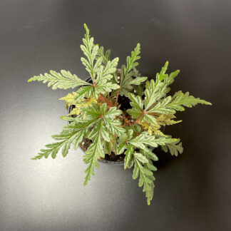 Begonia polilloensis
