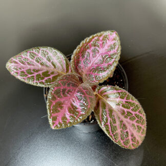 Episcia Magma mit rosa Blattadern und metallisch glänzendem Laub