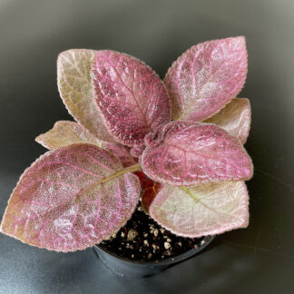 Episcia Mothers Heart mit großen silberrosa Blättern