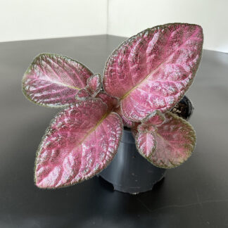 Episcia Show Time mit intensiv rosa Laub und metallischem Schimmer