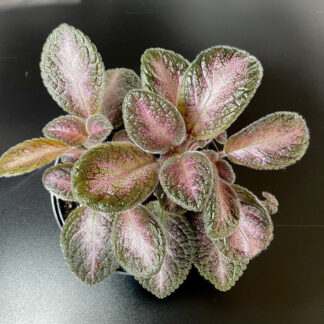 Episcia Northern Lights mit metallisch glänzenden Blättern und roten Blüten