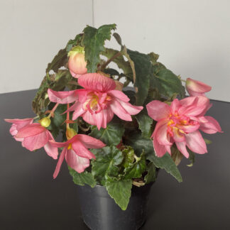 Begonia boliviensis Hybrid Pink mit zahlreichen rosa Blüten