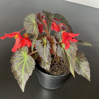 Begonia boliviensis Hybrid Red mit zahlreichen roten Blüten