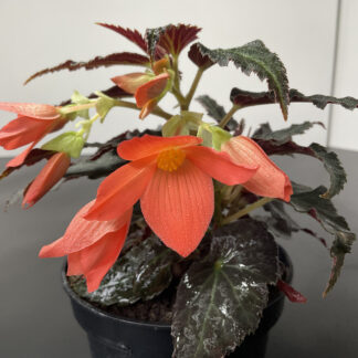 Begonia boliviensis Hybrid Salmon mit lachsfarbenen Blüten