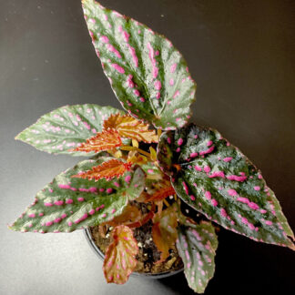 Begonia negrosensis seltene Artenbegonie für tropische Pflanzensammlungen