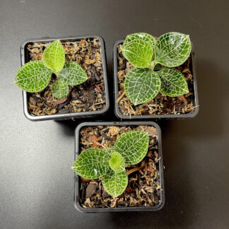 Anoectochilus Silver Net Juwelorchidee für Terrarium und tropische Pflanzensammlungen
