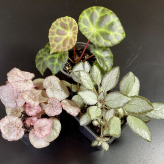 Set mit Episcia Silver Sky, Begonia Pearly Silver und Begonia kingiana